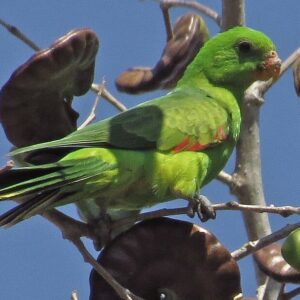 A wild Olive-shouldered Parrot perches in a tree