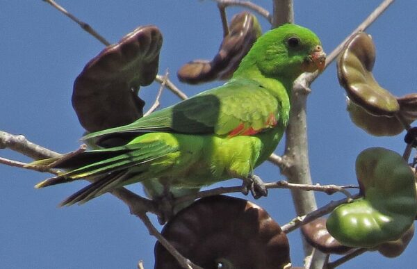 A wild Olive-shouldered Parrot perches in a tree