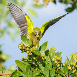 A wild Olive-throated Conure comes in for a landing