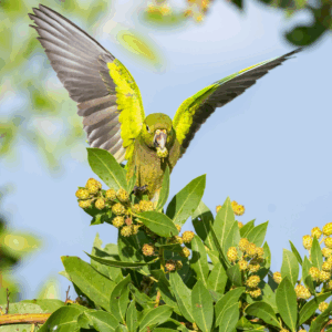 A wild Olive-throated Conure comes in for a landing