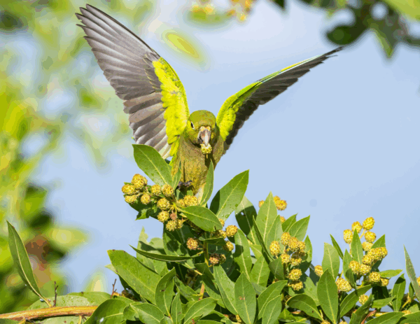 A wild Olive-throated Conure comes in for a landing