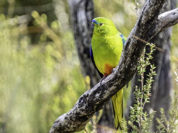 A wild Orange-bellied Parrot perches on a branch