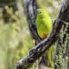 ©David Cook CC BY-NC 2.0 via Flickr A wild Orange-bellied Parrot perches on a branch