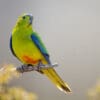 A wild Orange-bellied Parrot perches on a branch