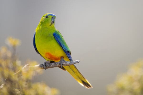 A wild Orange-bellied Parrot perches on a branch