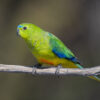 A wild Orange-bellied Parrot perches on a branch