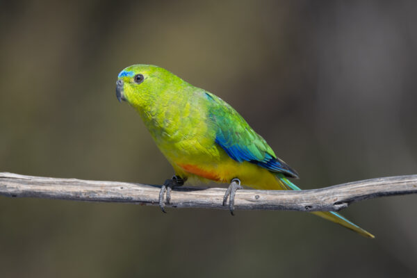 A wild Orange-bellied Parrot perches on a branch