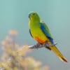 A wild Orange-bellied Parrot perches on a branch