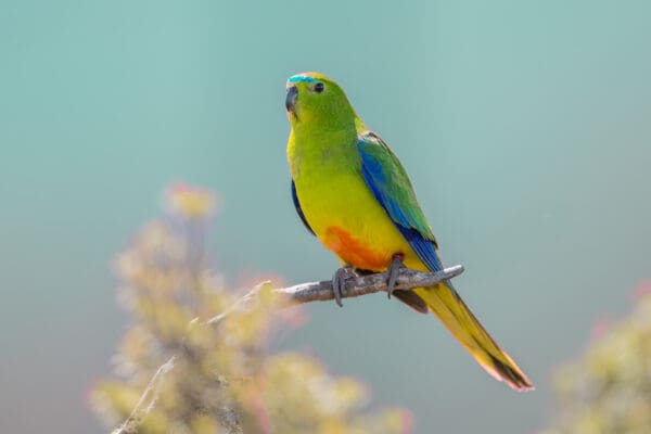 A wild Orange-bellied Parrot perches on a branch