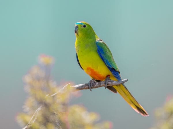 Orange-bellied Parrot Recovery