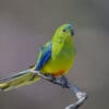 A wild Orange-bellied Parrot perches on a branch