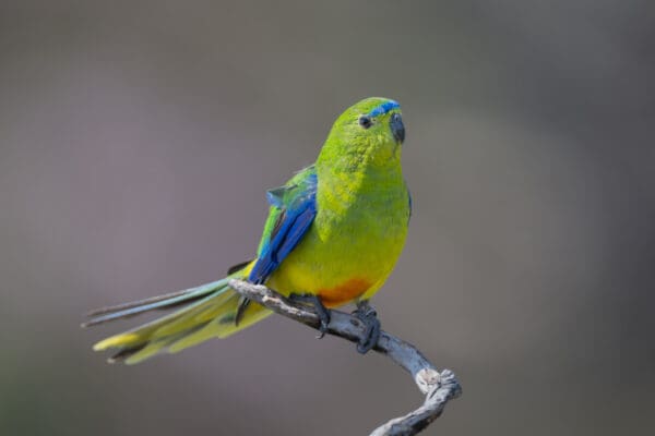 A wild Orange-bellied Parrot perches on a branch