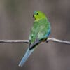 A wild Orange-bellied Parrot perches on a branch