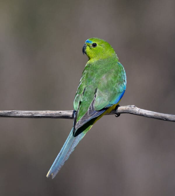 A wild Orange-bellied Parrot perches on a branch