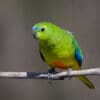 A wild Orange-bellied Parrot perches on a branch