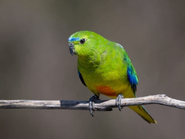 A wild Orange-bellied Parrot perches on a branch