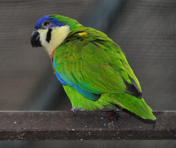 A companion Orange-breasted Fig Parrot perches