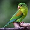 A wild Orange-chinned Parakeet perches on a branch
