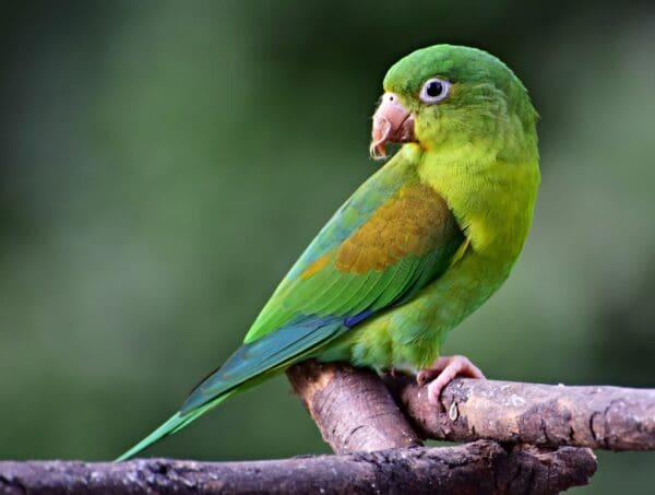 A wild Orange-chinned Parakeet perches on a branch