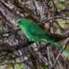 A wild Orange-fronted Parakeet perches in a tree