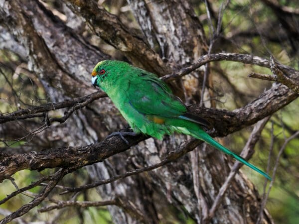 A wild Orange-fronted Parakeet perches in a tree