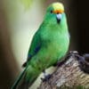 An Orange-fronted Parakeet perches on a log