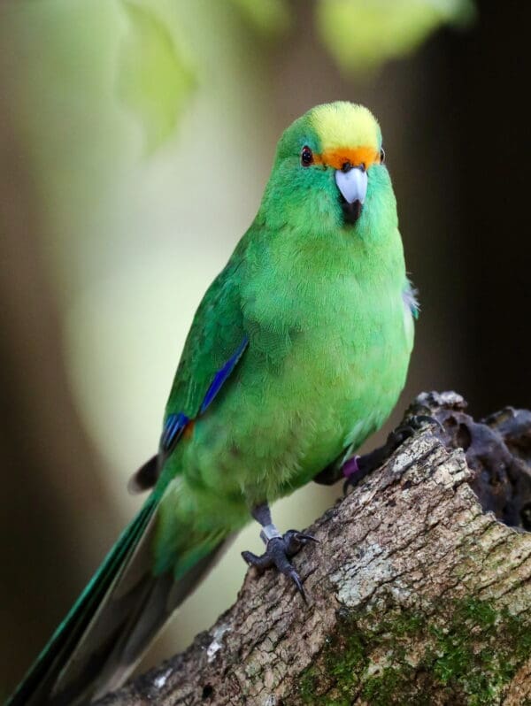 An Orange-fronted Parakeet perches on a log