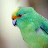 A closeup of an Orange-fronted Parakeet