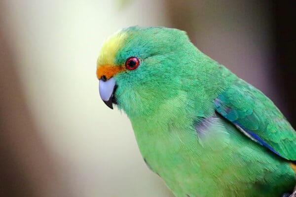 A closeup of an Orange-fronted Parakeet