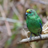 A wild Orange-fronted Parakeet perches on a branch