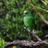 A wild Orange-fronted Parakeet perches in a tree