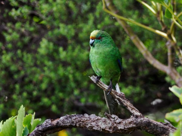 A wild Orange-fronted Parakeet perches in a tree