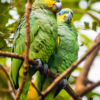 Wild Orange-winged Amazons perch in a tree