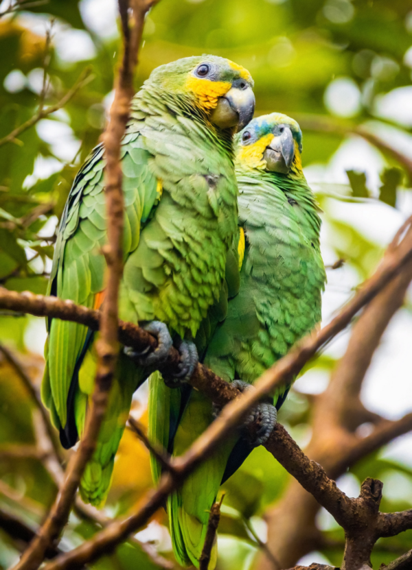 Wild Orange-winged Amazons perch in a tree