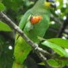 A wild Orange-winged Amazon feeds on fruit