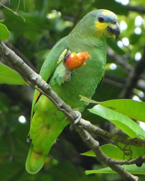 A wild Orange-winged Amazon feeds on fruit