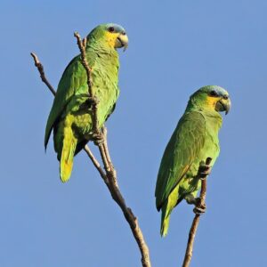 Wild Orange-winged Amazons perch on a branch