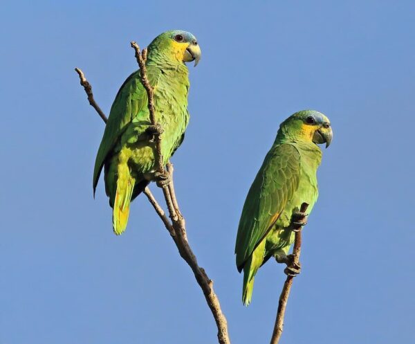 Wild Orange-winged Amazons perch on a branch