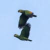 Wild Orange-winged Amazons in flight