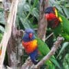 © Fred Wampler, CC BY-SA 3.0 via Wikimedia Commons A Rainbow Lorikeet, left, and an Ornate Lorikeet, right, perch on a branch