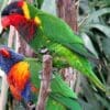 © Fred Wampler, CC BY-SA 3.0 via Wikimedia Commons A Rainbow Lorikeet, left, and an Ornate Lorikeet, right, perch on a branch