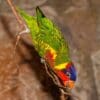 © Karlsruhe_Zoo H. Zell, CC BY-SA 3.0 via Wikimedia Commons An Ornate Lorikeet clings to a vine