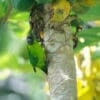 A wild Ouvéa Parakeet feeds on fruit