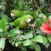 Pacific Conures nestle in a leafy tree