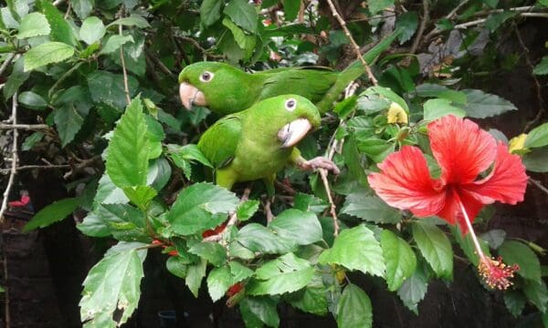 Pacific Conures nestle in a leafy tree