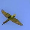 A wild Pacific Conure in flight