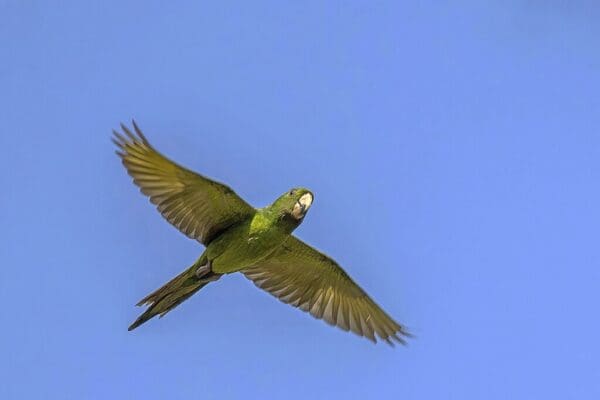 A wild Pacific Conure in flight