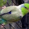 A Pacific Parrotlet clings to an enclosure