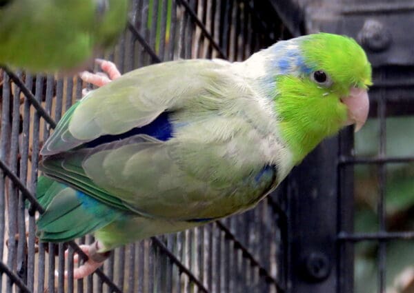 A Pacific Parrotlet clings to an enclosure