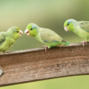 Wild Pacific Parrotlets feed their chick